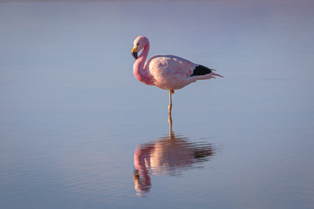 pink flamingo on water during daytime